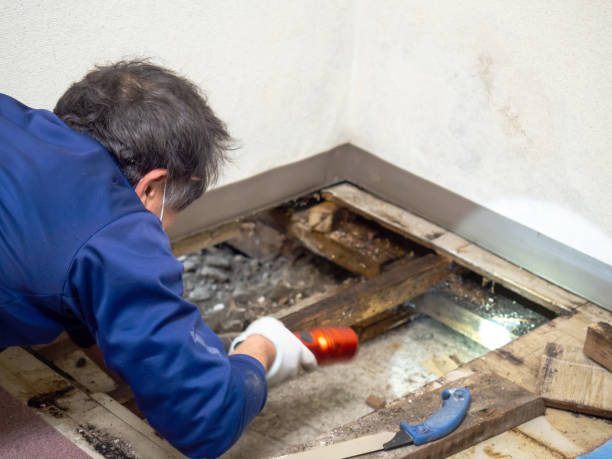 Best Attic Mold Remediation in Riverside, UT