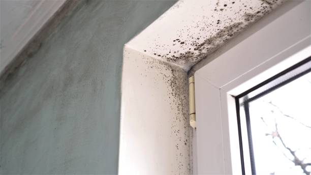 Riverside, UT Mold Remediation Company