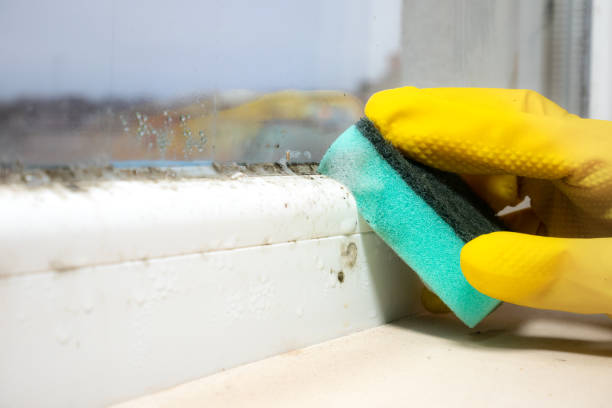 Best Localized Mold Remediation (e.g., coastal areas, humid climates) in Riverside, UT