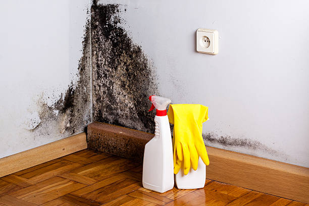 Best Residential Mold Remediation in Riverside, UT